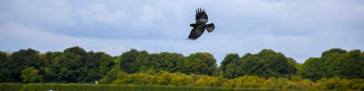 Freeflying Chough 01 Tim Horton