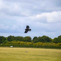 Freeflying Chough 01 Tim Horton