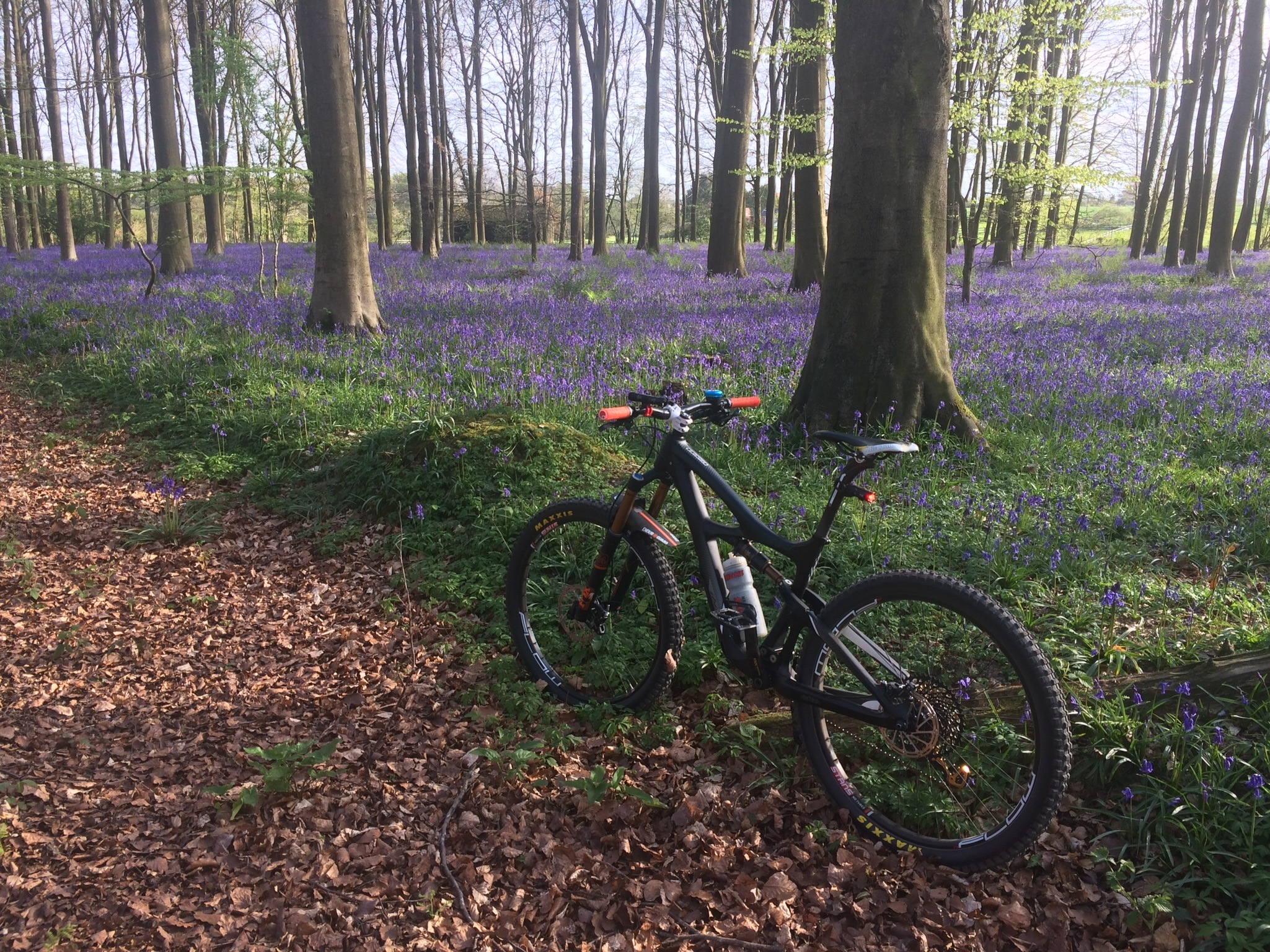 AH Bluebells+Bike Kings Wood.jpg
