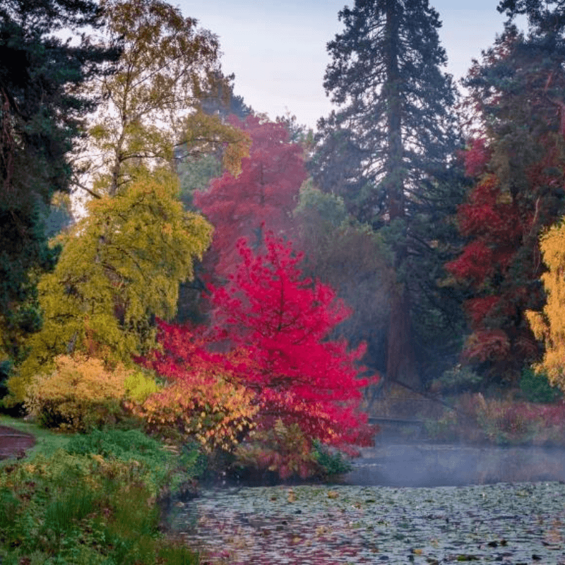 Bedgebury Autumn Colours 3 Comp David Jenner 800X800