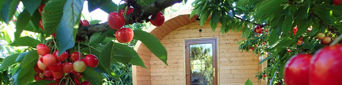 Cherries And Pods2 Scaled